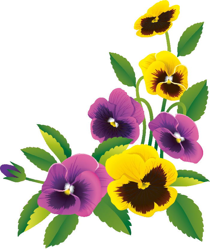 Pansy