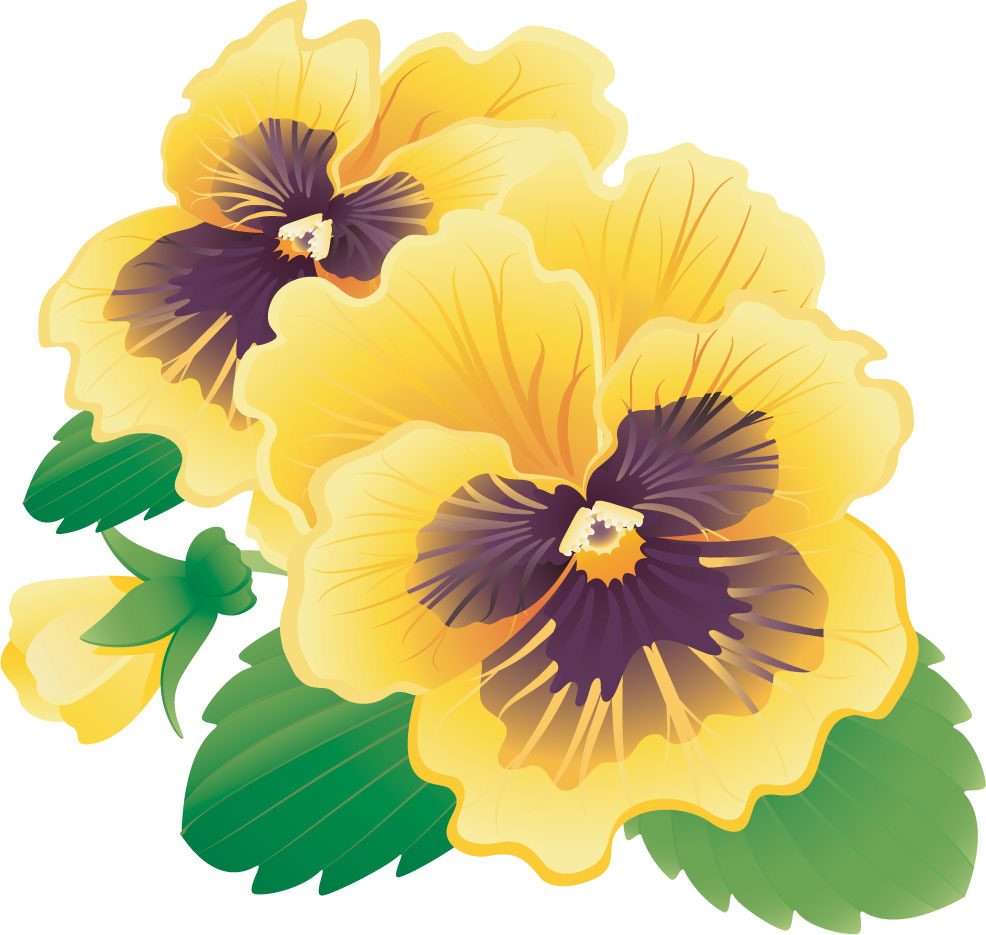 Pansy